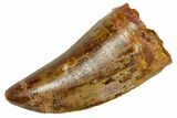 Serrated, Carcharodontosaurus Tooth - Real Dinosaur Tooth #372303-1